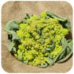 ROMANESCO.JPG