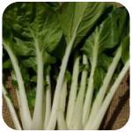 BOK_CHOY.jpg