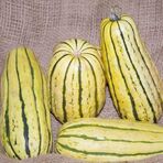 courge_delicata.jpg