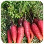 Carottes_rouges.jpg