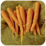 Carottes.jpg