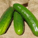 concombre_de_champ.jpg